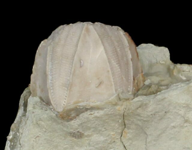 Blastoid (Pentremites) Fossil - Illinois #42813